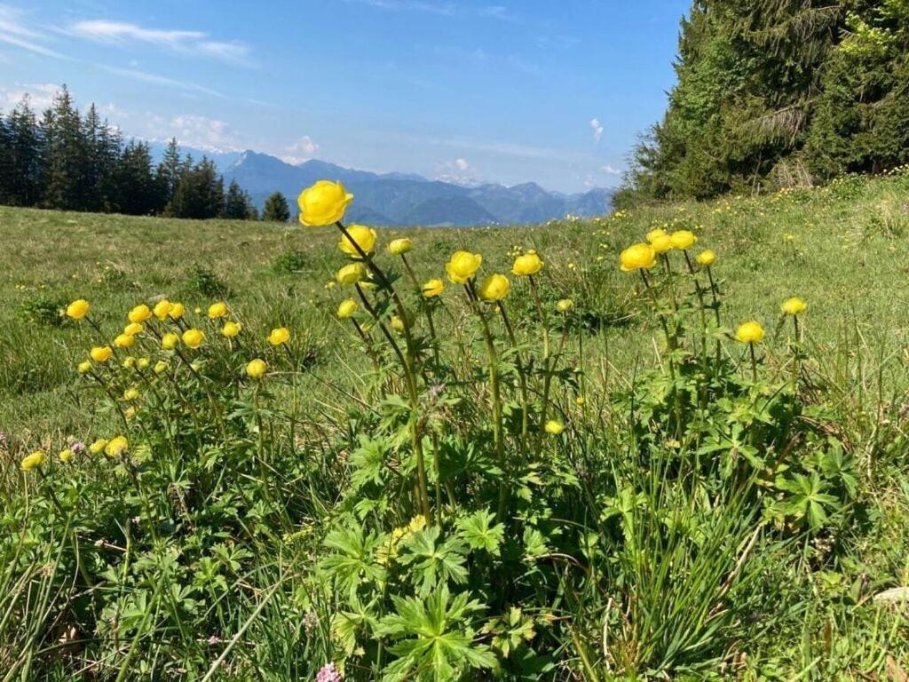 Nagelsmederij In Het Huis Waldwinkel Vila Aschau im Chiemgau Exterior foto